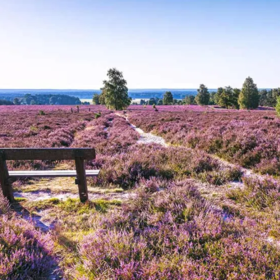 Lüneburger Heide